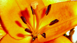 Diverse_11